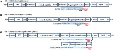 Editing Citrus Genome via SaCas9/sgRNA System